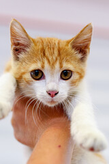 Cute little red kitten in her arms. Out of focus..