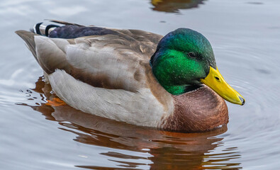 Male duck swimming in water