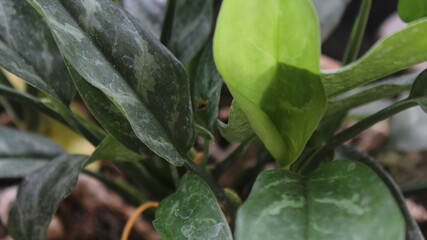 green plants growing in the garden with the wind danced beautifully