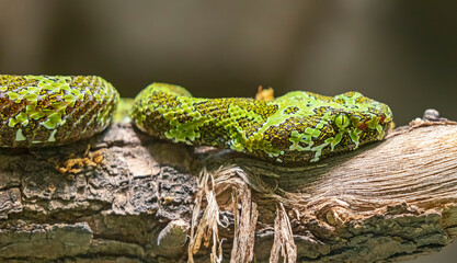 Close-up view of an Mangshan Pit Viper (Protobothrops mangshanensis)