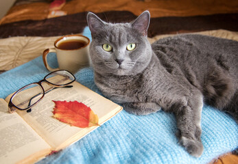 The cat is resting on the sofa on a sweater, next to glasses and a book