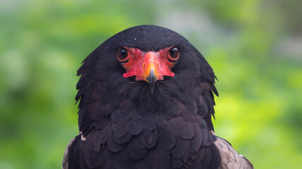 Close-up view of a Bateleur (Terathopius ecaudatus)