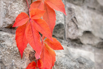 Red autumn leaves on a grey stone wall of the Virginia creeper, Victoria creeper or five-leaved ivy...