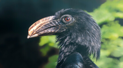 Close-up view of a female Sulawesi hornbill - Rhabdotorrhinus exarhatus