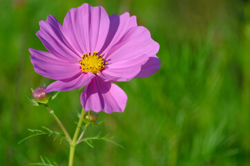 Obraz premium 美しいピンクのコスモスの花のアップ