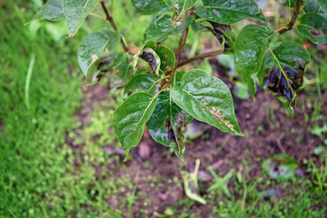 Symptom of the disease on the leaves of a lilac Bush. Blackened leaves.