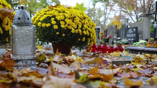 Chrysanthemums flowers on a grave in Wolski Cemetery in Warsaw city, few days before All Saints Day feast in Poland