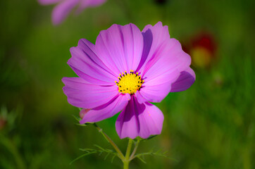 ピンクのコスモスの花のアップ