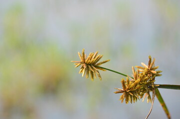 Obraz premium close up of a flower
