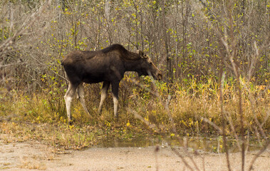 Moose in Tremblant