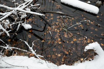 autumn leaves, sticks and logs in the water under the snow
