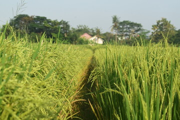 rice field