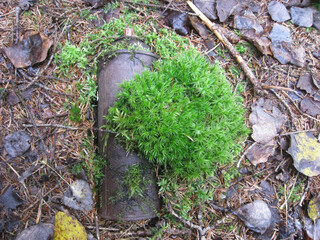 Obraz premium Force of the nature