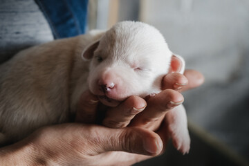Cute newborn dog female puppy