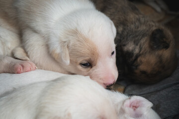 Cute newborn dog female puppy