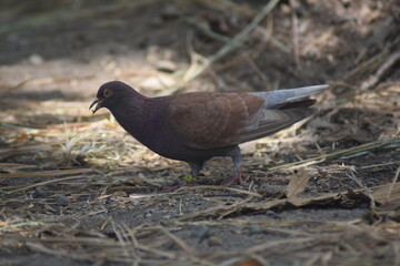 pigeon on the ground