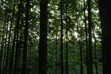 Obraz premium Amazon rainforest. Jaru - Rondônia - Brazil