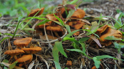 Nature's Orange Mushroom