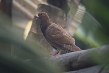 pigeon on a wire