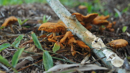 Nature's Orange Mushroom