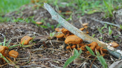 Nature's Orange Mushroom