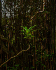Trail in Santa Catarina's beaches 