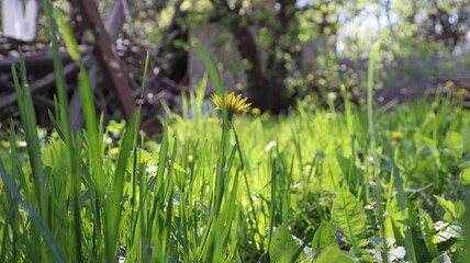 Spring morning in the garden.