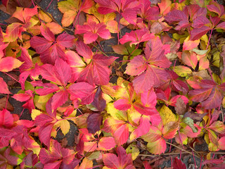 pattern of autumn leaves of different colors, red, orange, yellow, green
