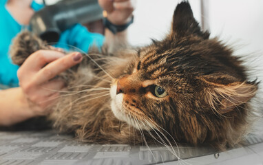 Woman dries and combs the cat in grooming salon.