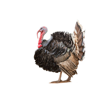 turkey isolated on the white background. Turkey pictures used for advertising.