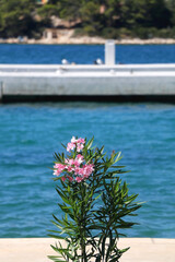 Fototapeta na wymiar Pink nerium flowers on the coast. Selective focus.