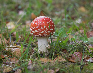 Closeup of red fly agaric mushroom (fly amanita or amanita muscaria) in the grass covered with...