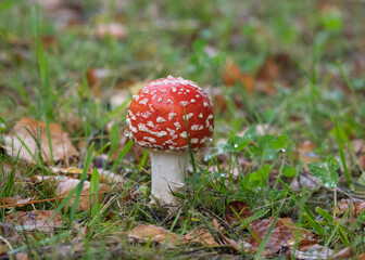 Closeup of red fly agaric mushroom (fly amanita or amanita muscaria) in the grass covered with raindrops