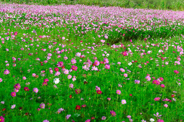 ピンクのコスモスが咲くコスモス園