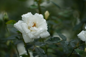 White Roses with Morning Dew. High quality photo