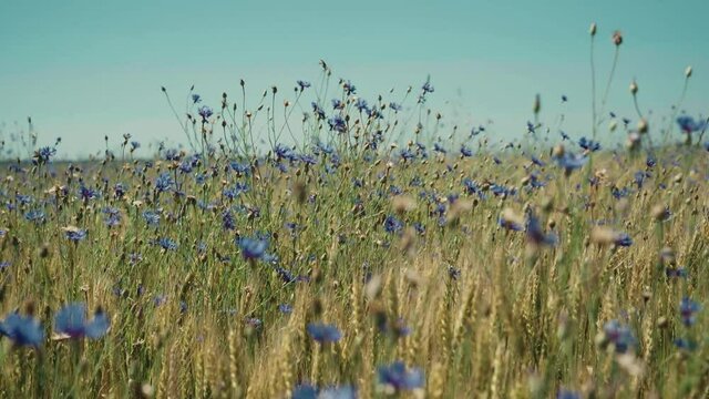 Blue cornflowers and ripe ears of wheat sway in the wind on a Sunny day.