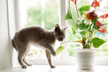 gray burmese cat eating a flower standing on a windowsill