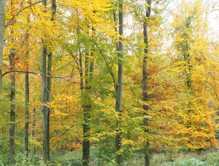 Fototapeta na wymiar Blätterfall - bunte Laubbäume im Herbstkleid