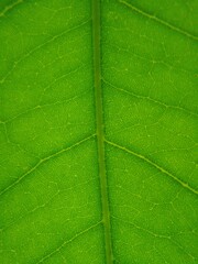 Fototapeta na wymiar green leaf macro