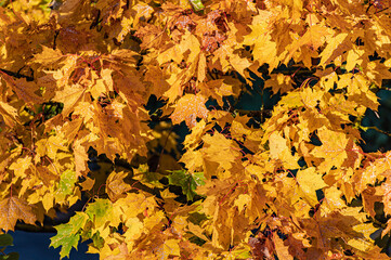 Naklejka na ściany i meble Maple branches with beautiful golden leaves close up, autumn texture for background