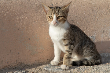 Grèce, Les Cyclades, île de Santorin (Thera ou Thira), village d'Oia, chat