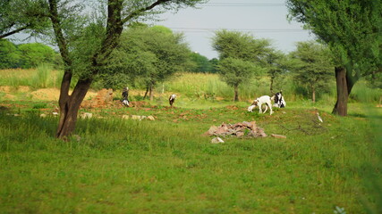 Beautiful cow relaxing in a green field. Indian rural landscape.