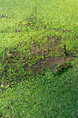 an ugly pond with slim on it