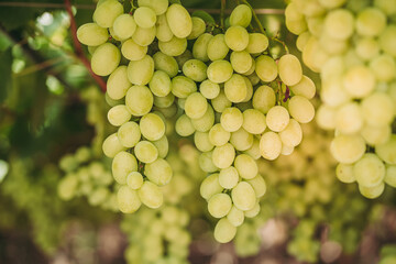 Wondeful organic grapes in the vineyard