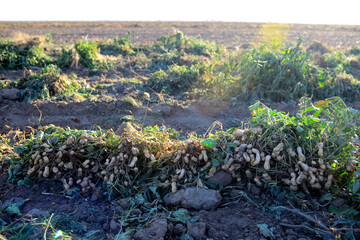 dug peanuts lie on the field