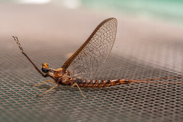 Closeup of mayfly resting on a screen outside - obrazy, fototapety, plakaty