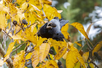 a raven crow sits in a walnut tree and steals nuts