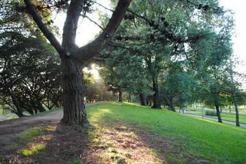 Fototapeta premium árbol, aparcar, naturaleza, verde, árbol, bosque, carretera, camino, paisaje, césped, verano, primavera, callejuela, hojas, madera, camino, otoñal, hojas, follaje, andar, ciclos, huerta, camino, campo
