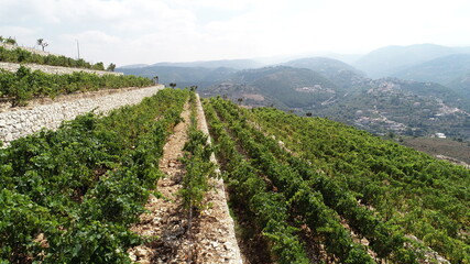 Fototapeta na wymiar Beautiful vineyard landscape view. Summer season