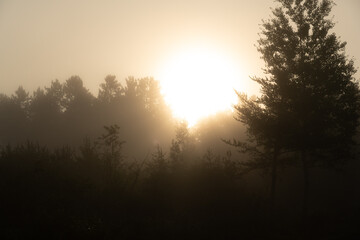 Fototapeta na wymiar Sun shining through morning mist in a forest
